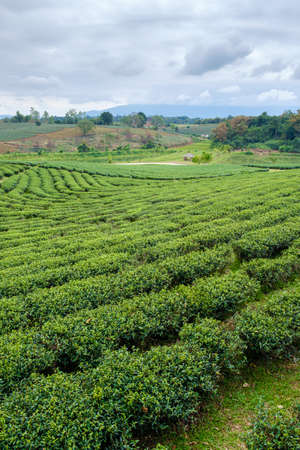 Field of green tea in  framの写真素材