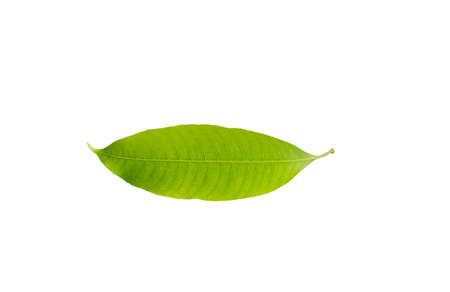 Leaf of mango in isolated white background.の写真素材
