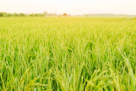 Green rice plant in farmの写真素材