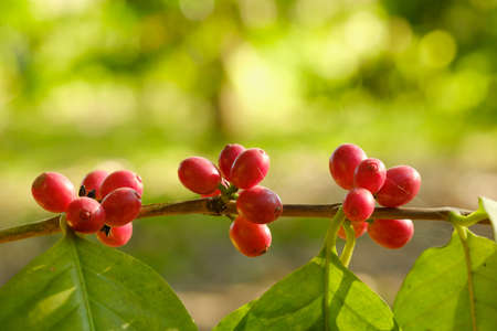 Close up bean coffee in natureの写真素材