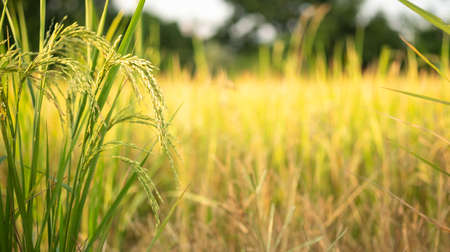 Rice in field conversion test at North Thailand,rice yellow color and copy spaceの写真素材