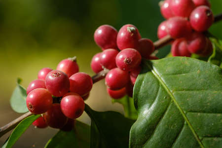 Close up bean coffee in natureの写真素材