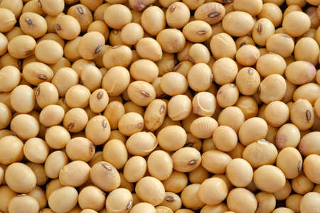 Dry soybean close up of top view,background of foodの写真素材