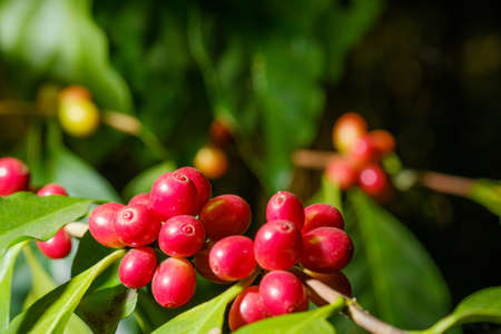 Close up bean coffee in natureの写真素材