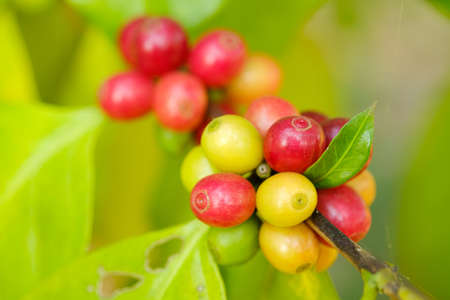 Close up bean coffee in natureの写真素材