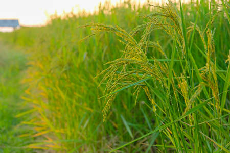 Green rice plant in farmの写真素材