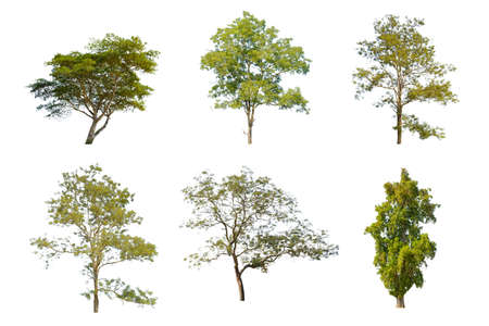 Tree set in isolated white background,の写真素材