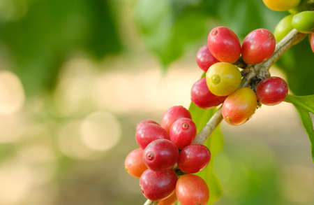 Close up bean coffee in natureの写真素材