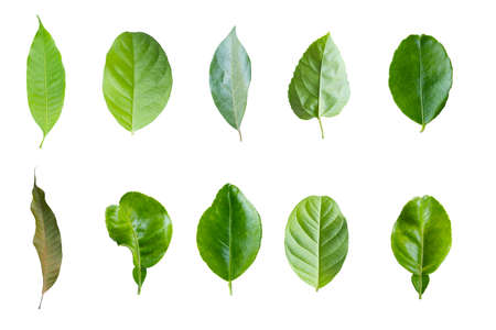 Green leaves set in isolated white background ,cliping pathの写真素材