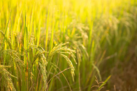 Rice in field conversion test at North Thailand,rice yellow colorの写真素材