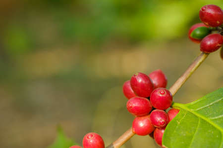 Close up bean coffee in natureの写真素材
