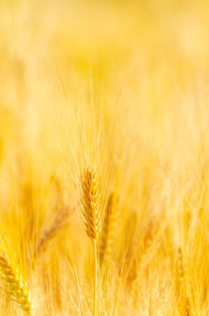 Barley in field conversion test at North Thailand,rice golden color,ear barley,grain dryの写真素材
