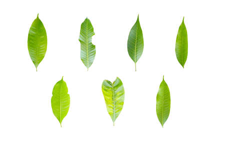 Leaf of mango set  in isolated white background.clipping path