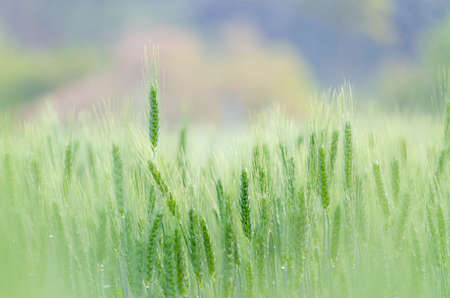 Barley grains green color in farmの写真素材