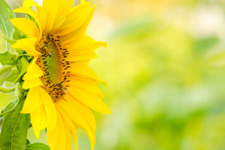 Bees find nectar from sunflower with copy spaceの写真素材