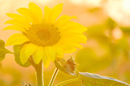 Sunflower blooming in the garden and sun lightの写真素材
