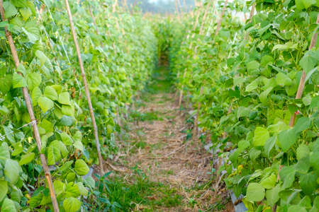 Close-up of green bean garden