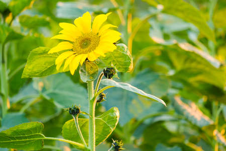Sunflower blooming in the gardenの写真素材