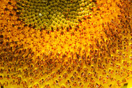Close- up of sunflower selective focusの写真素材