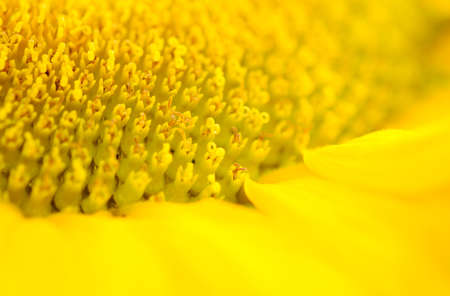Close up of sunflower.flower blooming.Organic Farming nature concept.Smallholdingの写真素材