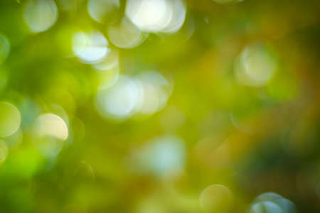 Bokeh of light nature,blured background,de focus.Sunlight shining through the leaves of trees.Abstract nature background, Nature green bokeh.の写真素材