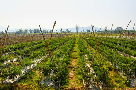 Organic Chilli or pepper plantation in gardenの写真素材