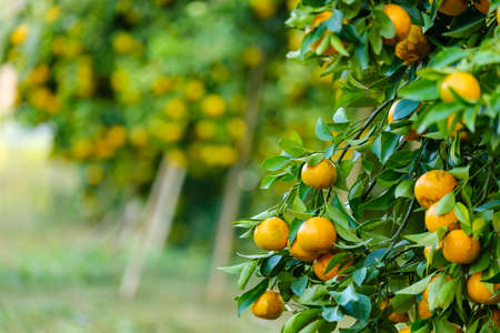 Orange tree in the garden.Farm of fruitの写真素材