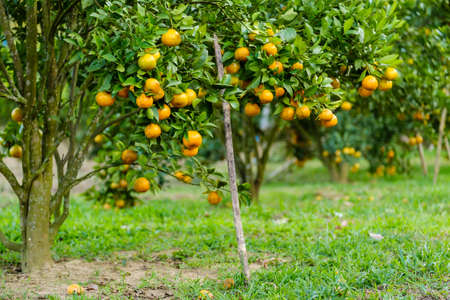 Orange tree in the garden.Farm of fruitの写真素材