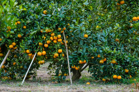 Orange tree in the garden.Farm of fruitの写真素材