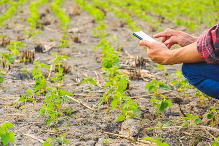 farmer using mobile checking report of soybeans  in farm with copy spaceの写真素材