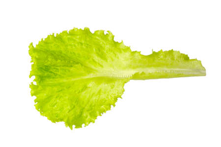 Leaf of lettuce on isolated white backgroundの写真素材