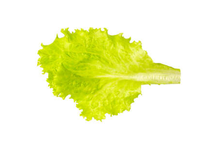 Leaf of lettuce on isolated white backgroundの写真素材
