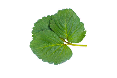 Leaves of strawberry in isolated white background.