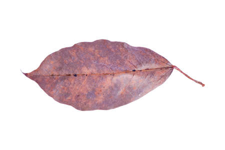 Dry leaf in isolated, Brown color leaves in autumnの写真素材