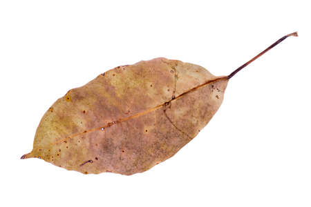 Dry leaf in isolated, Brown color leaves in autumnの写真素材