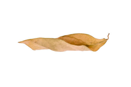 Dry leaf in isolated with, Brown color leaves in autumnの写真素材