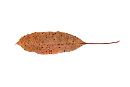 Dry leaf in isolated with, Brown color leaves in autumnの写真素材