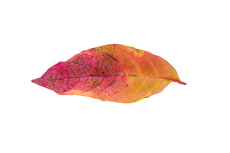 Colorful of leaves on isolated white backgroundの写真素材