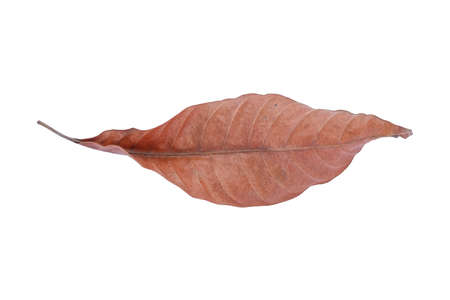 Dry leaf in isolated, Brown color leaves in autumnの写真素材
