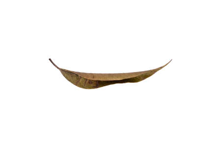 Dry leaf in isolated, Brown color leaves in autumnの写真素材