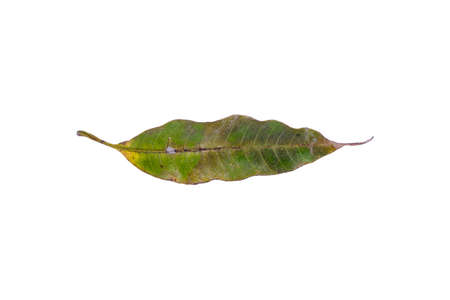 Leaves in isolatedの写真素材