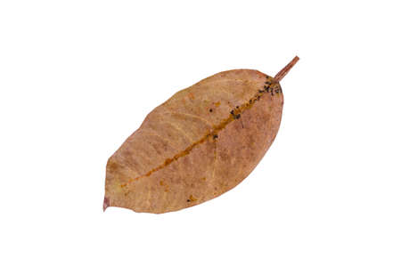 Dry leaf in isolated Brown color leaves in autumn