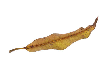 Dry leaf in isolated, Brown color leaves in autumn
