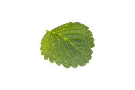 Leaves of strawberry in isolated white background.の写真素材