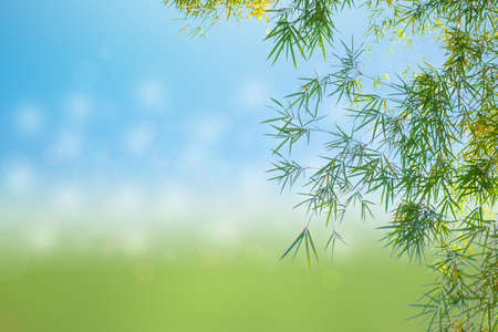 Green leaves in blurred and bokeh light background,Leaf and copy space.Bamboo leafの写真素材