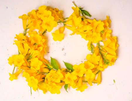 Yellow flower on white backdrop with copy space.top viewの写真素材