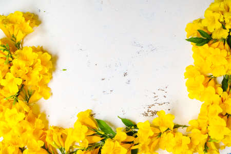 Yellow flower on white backdrop with copy space.top viewの写真素材