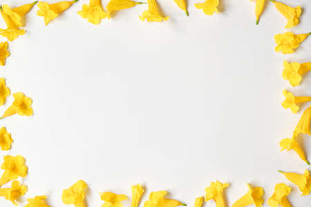 Yellow flower on white backdrop with copy space.top viewの写真素材