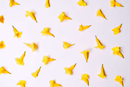 Flat lay of yellow flower on white backdrop with .top viewの写真素材
