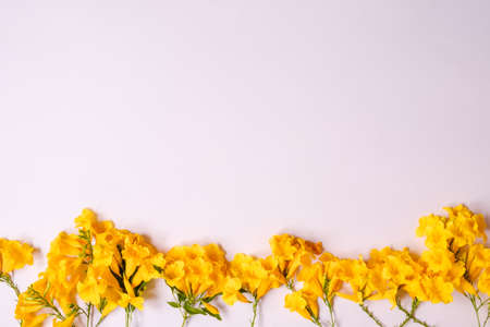 Yellow flower on white backdrop with copy space.top viewの写真素材